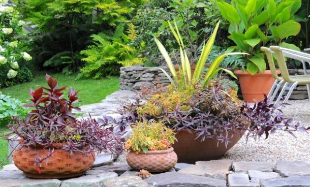 How to grow a pot plant outdoors