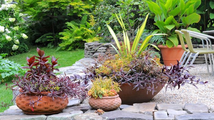 How to grow a pot plant outdoors