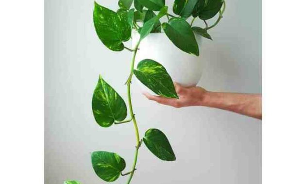 Common leaf vine potted plant