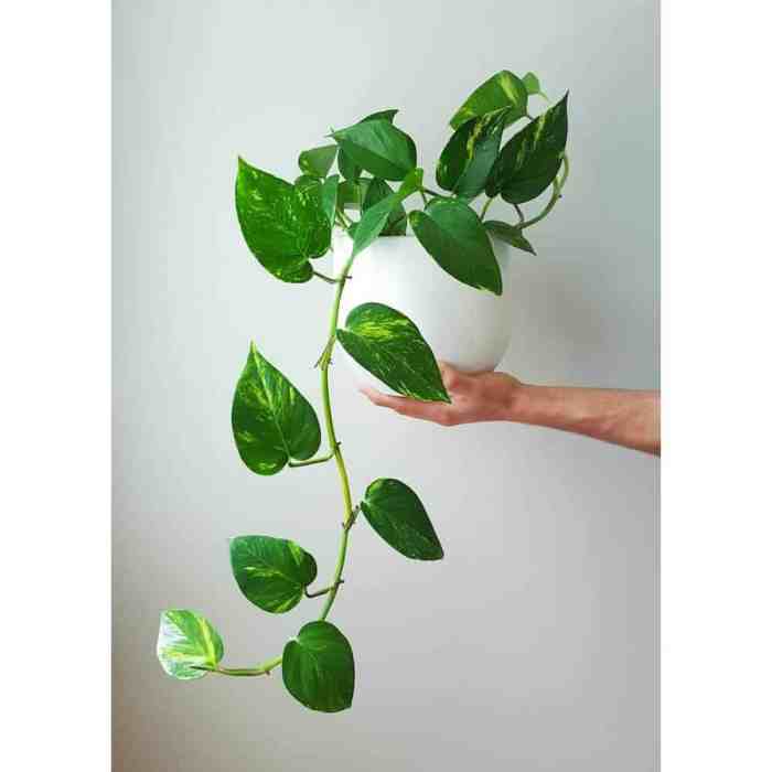 Common leaf vine potted plant