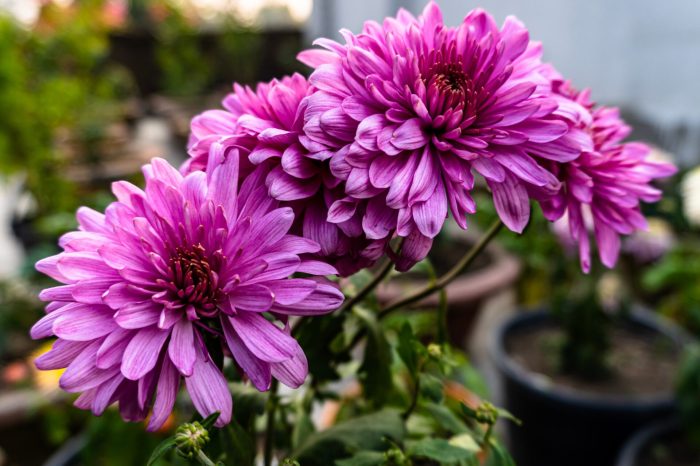 Purple crysanthemum plant outdoor pot