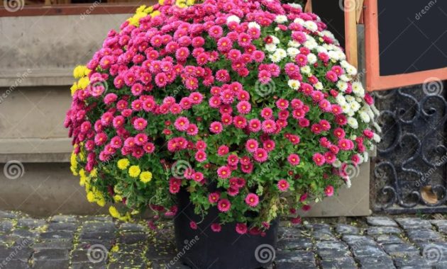 Purple crysanthemum plant outdoor pot