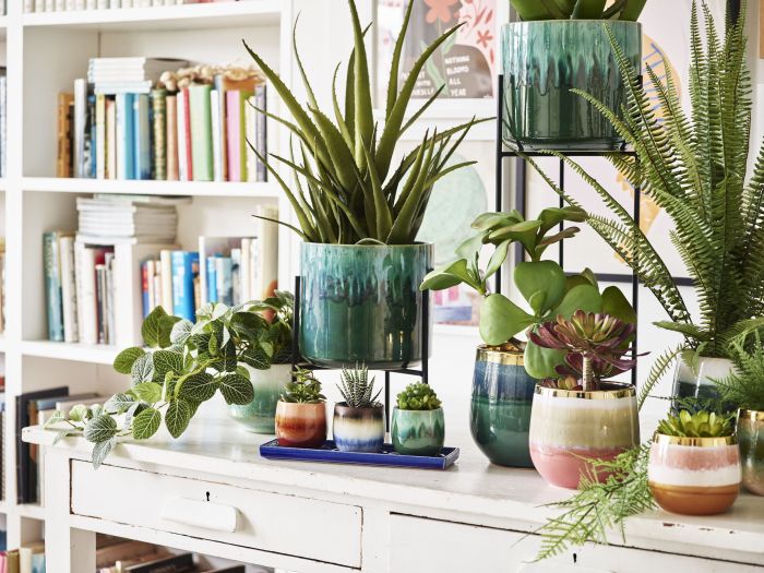 Indoor pot plant pots